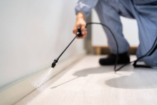 Licensed Wasp Removal service in Carol Stream, IL - Show Me Pest Control