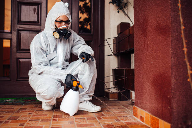 Reliable Wasp Removal contractor in Carol Stream, IL by Show Me Pest Control